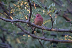 Lagonosticta senegala