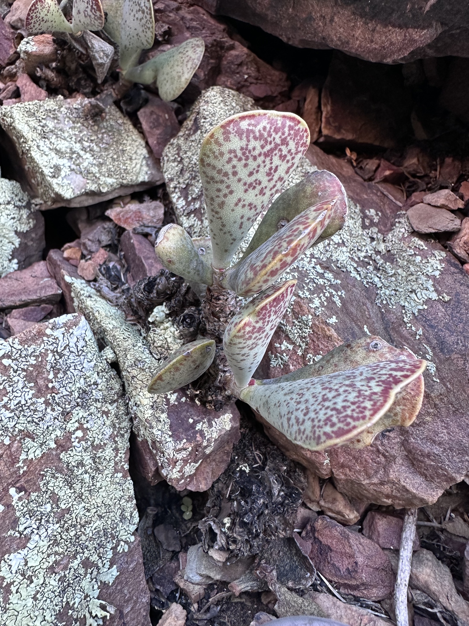 Imagem de Pedra-de-fogo