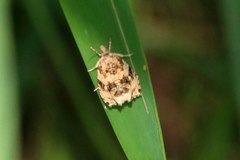 Olethreutes deprecatoria