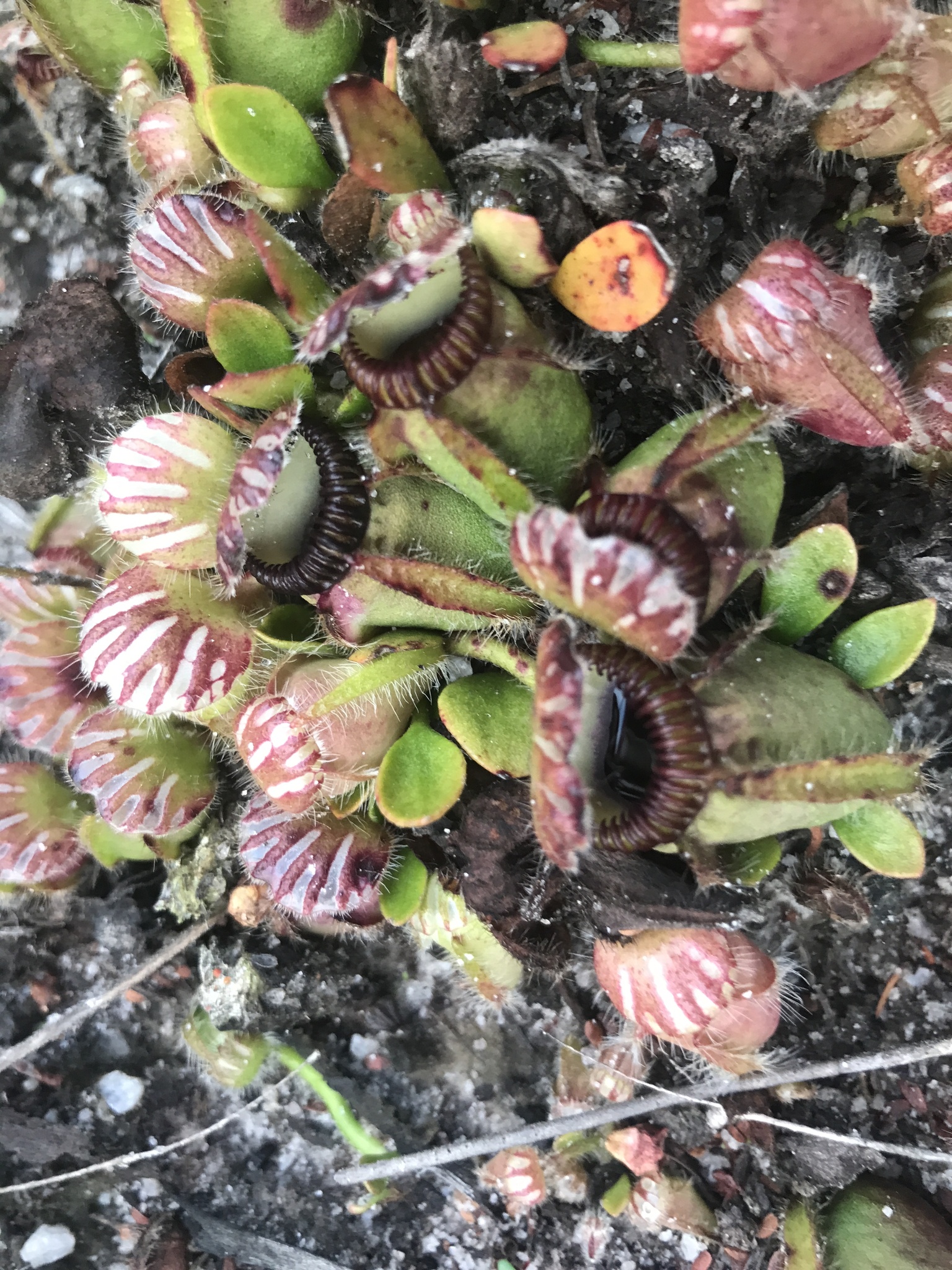 Imagem de Planta-carnívora-australiana