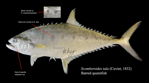 Barred queenfish (Scomberoides tala) — Carangidae