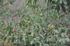 Centropogon granulosus