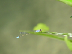 Enallagma novaehispaniae