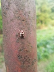 Cryptocephalus mutabilis