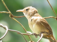 Troglodytes aedon brunneicollis