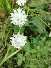Astrantia pauciflora