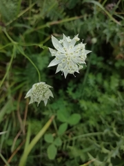 Astrantia pauciflora