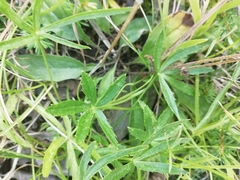 Astrantia pauciflora