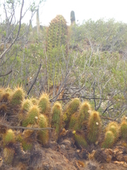 Trichocereus