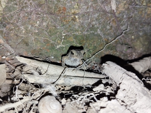 Asian Common Toad