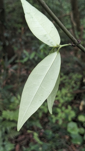 Gardneria multiflora (Gardneria multiflora)