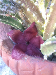 Stapelia grandiflora