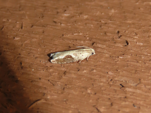 Pseudexentera costomaculana photo 3