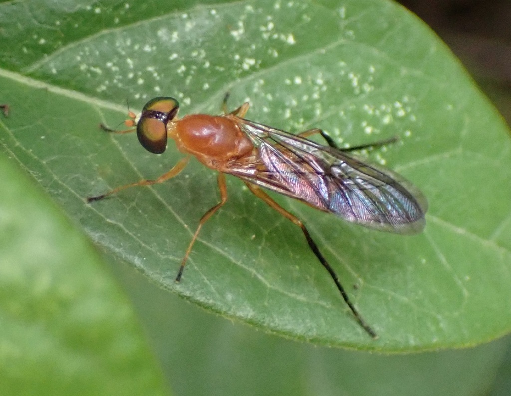 Ptecticus insularis