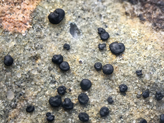 Lecideales