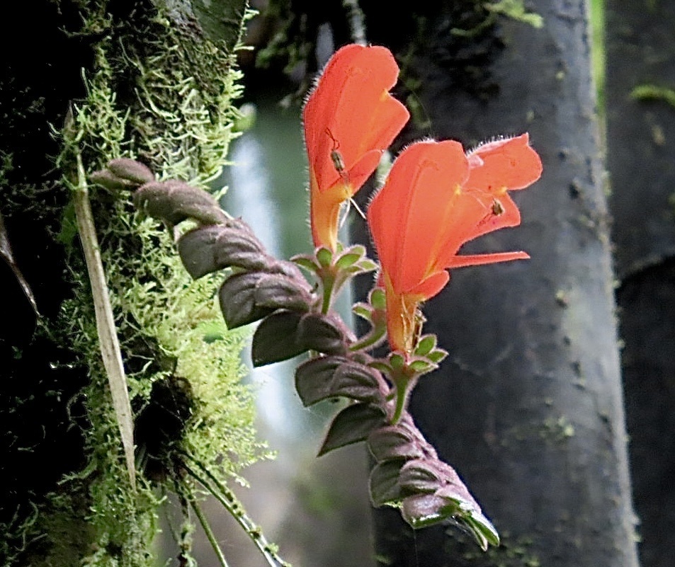Columnea