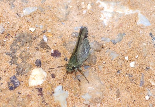 Pepper and Salt Skipper photo 5