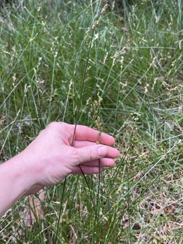 Carex longii observed 2023-01-04