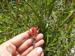 Castilleja purpurascens