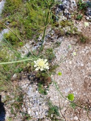 Scabiosa fumarioides