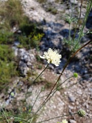 Scabiosa fumarioides