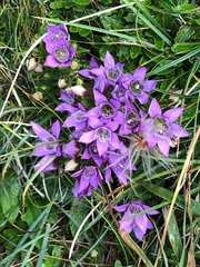 Gentianella germanica