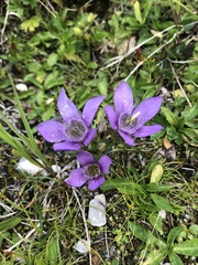 Gentianella germanica