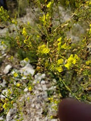 Linaria genistifolia