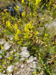 Linaria genistifolia