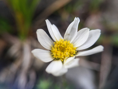 Chrysanthemum integrifolium