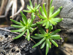 Chrysanthemum integrifolium
