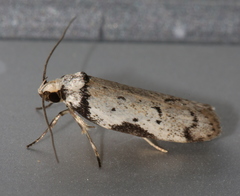 Philobota thiocrossa