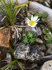 Chrysanthemum integrifolium