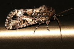 Spodoptera umbraculata