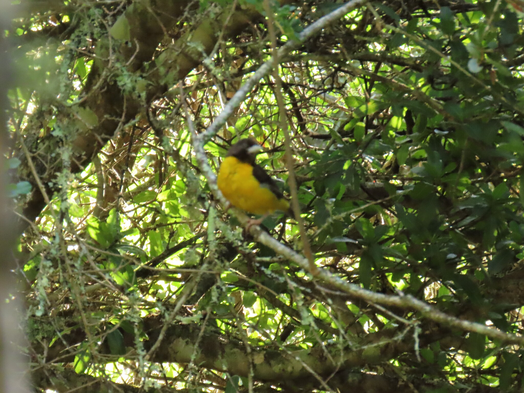 Dark-backed Weaver (Ploceus bicolor), photo 6