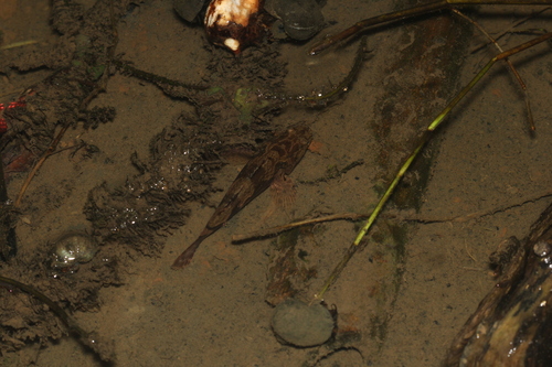 Oxyeleotris marmorata