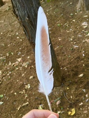 Columba livia domestica