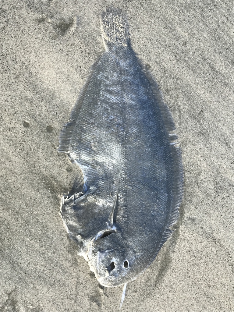 Common sole (Peltorhamphus novaezeelandiae) — Pleuronectidae