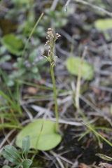 Platanthera obtusata