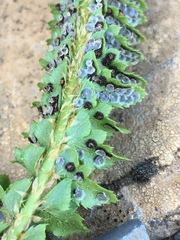 Polystichum kruckebergii