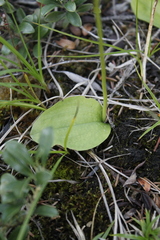 Platanthera obtusata