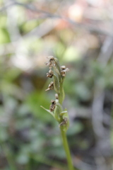 Platanthera obtusata