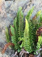 Polystichum kruckebergii