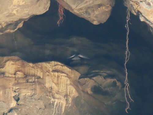 African Black Swift (Apus barbatus)