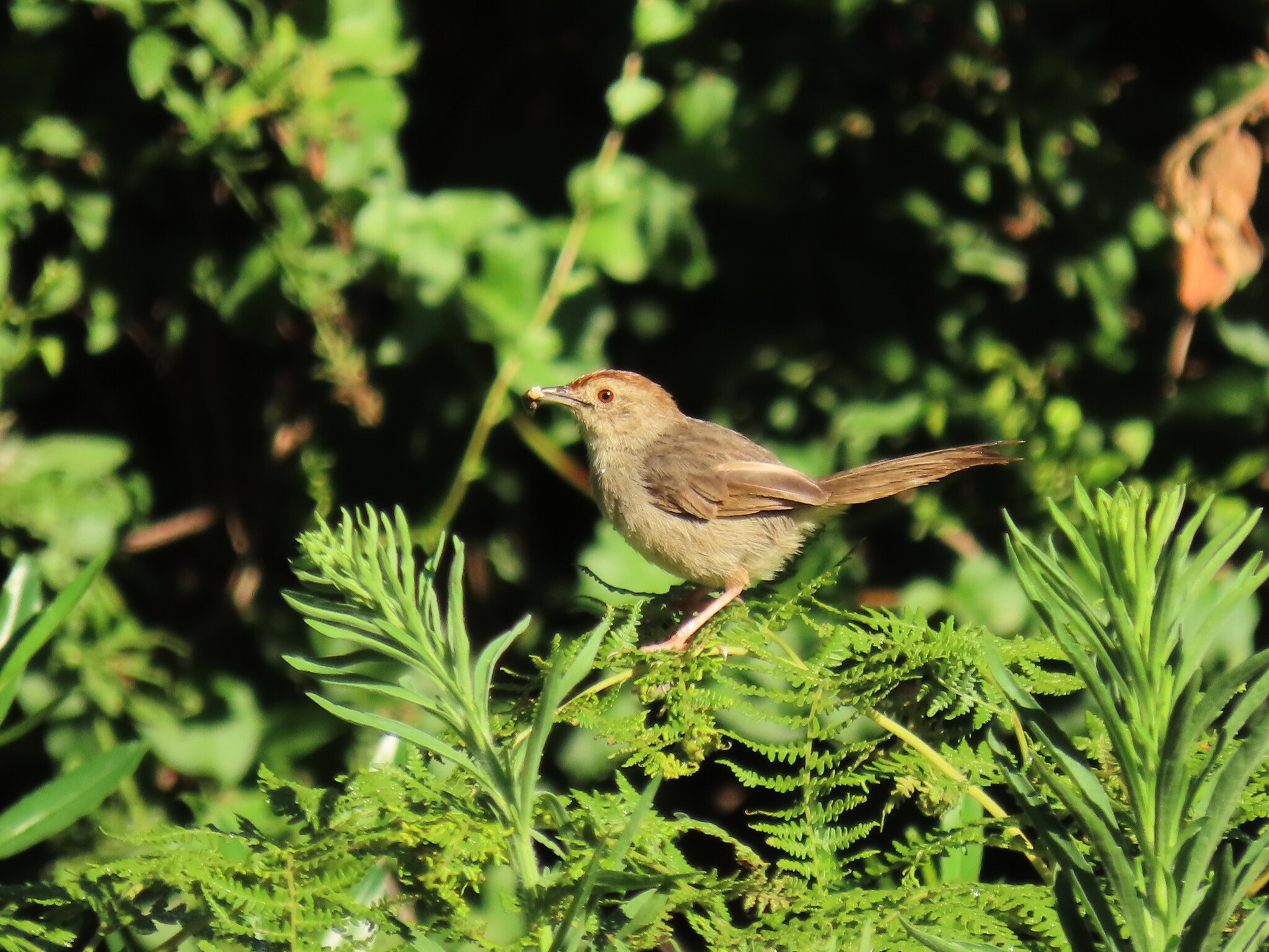 Rock-loving Cisticola (Cisticola aberrans), photo 5