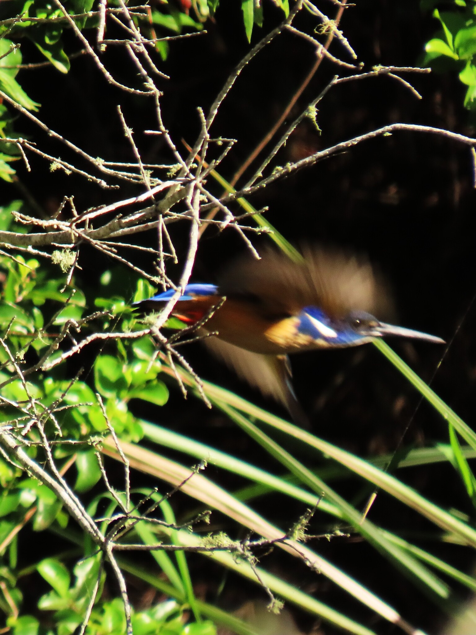 Half-collared Kingfisher (Alcedo semitorquata), photo 10