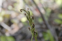 Platanthera obtusata
