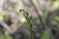 Platanthera obtusata