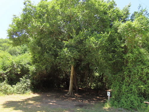 Image of White Stinkwood (Celtis africana) by (c) Christiaan Viljoen, some rights reserved (CC BY)