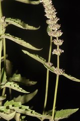 Agastache micrantha